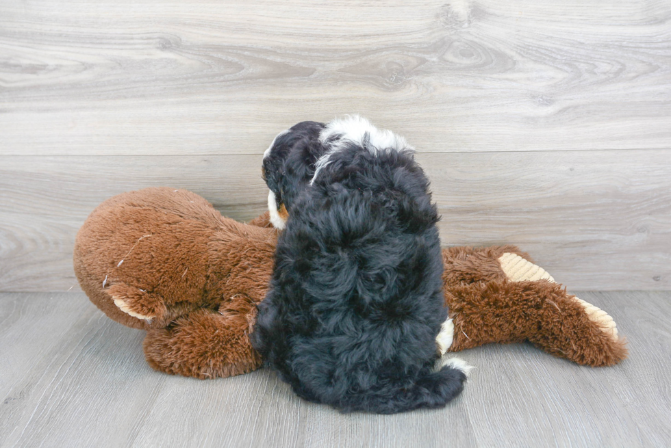 Popular Mini Bernedoodle Poodle Mix Pup