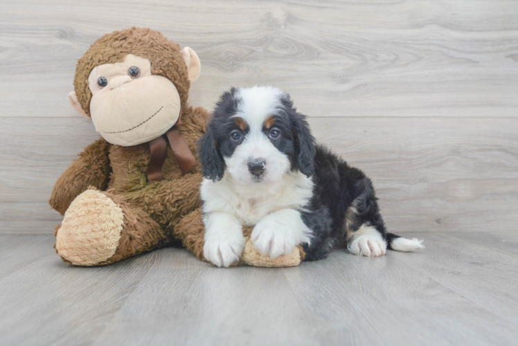 Happy Mini Bernedoodle Baby