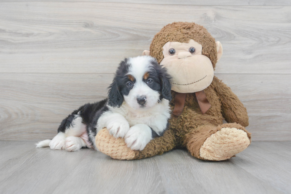 Mini Bernedoodle Puppy for Adoption