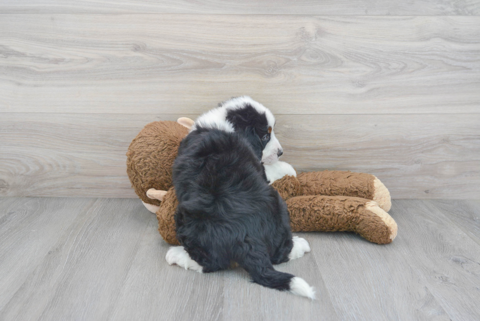 Best Mini Bernedoodle Baby