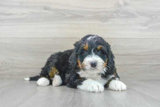 Mini Bernedoodle Puppy for Adoption