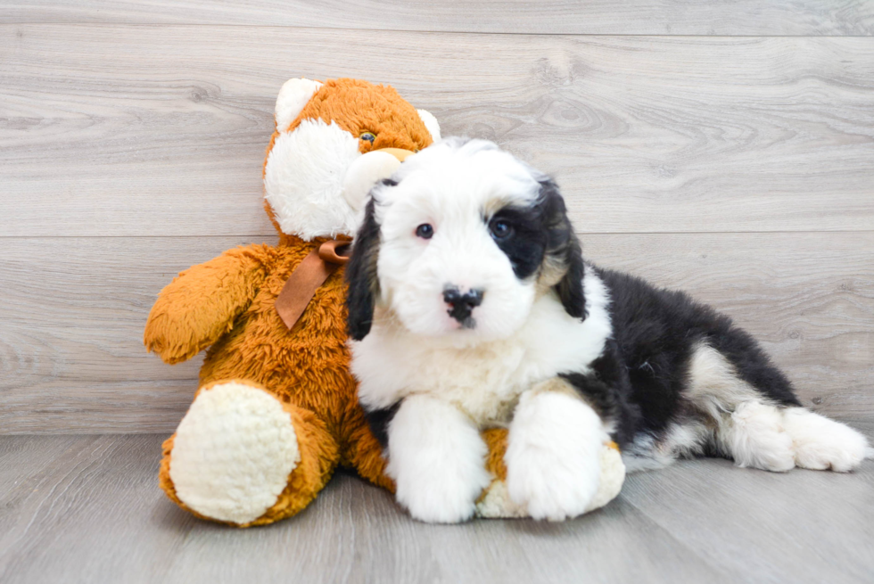 Little Mini Berniedoodle Poodle Mix Puppy