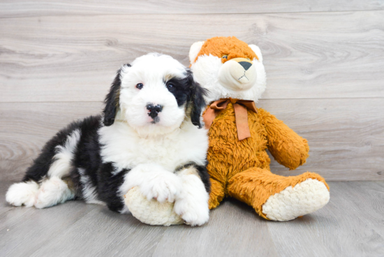 Mini Bernedoodle Pup Being Cute