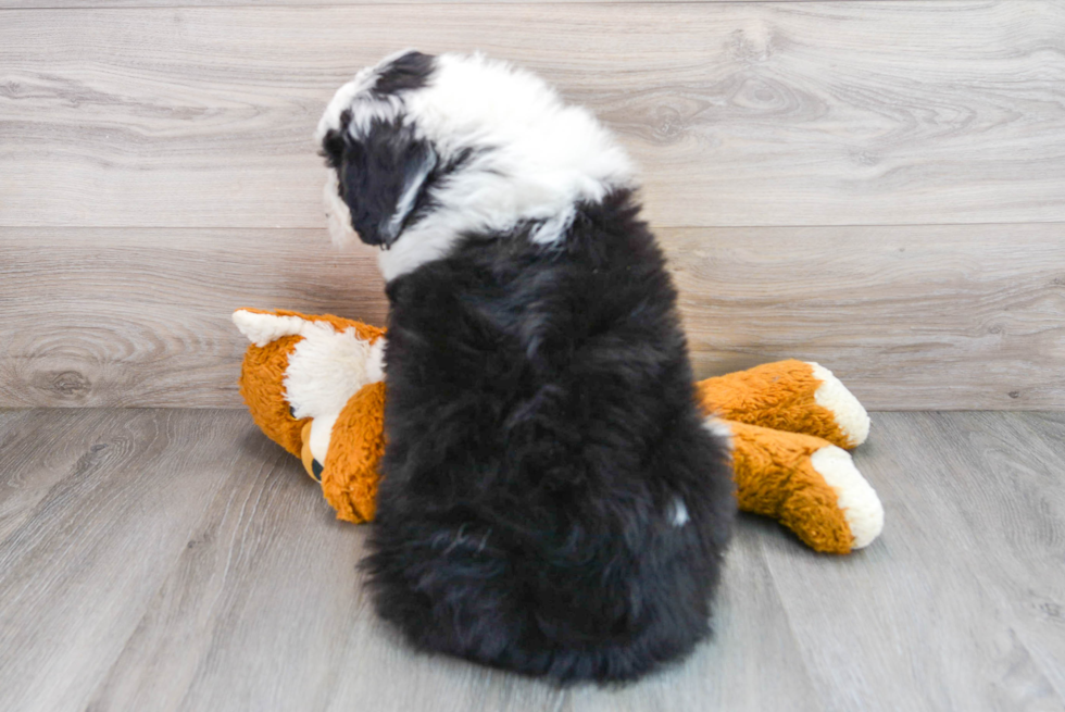 Mini Bernedoodle Pup Being Cute