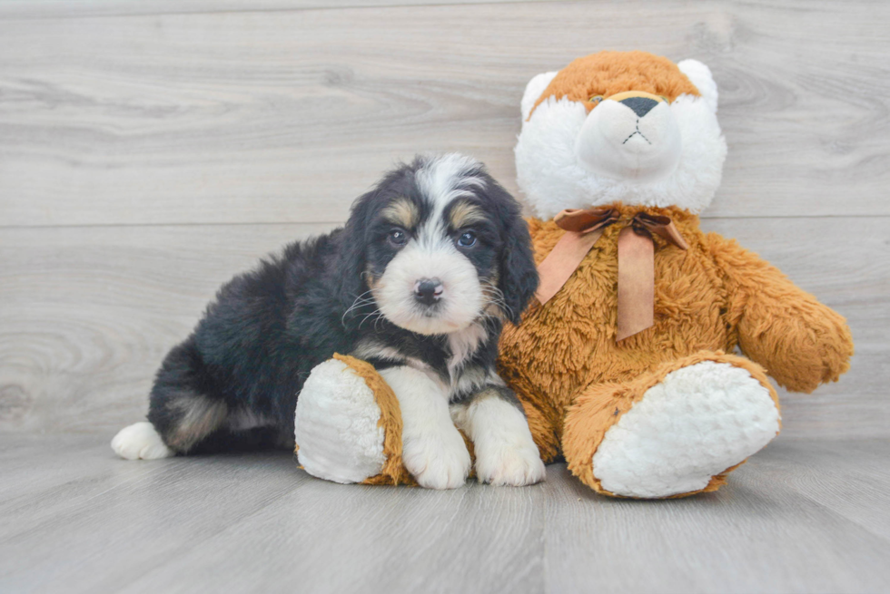 Best Mini Bernedoodle Baby