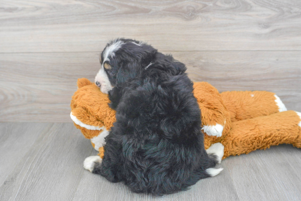 Small Mini Bernedoodle Baby