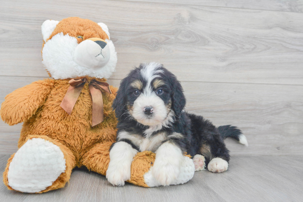 Best Mini Bernedoodle Baby