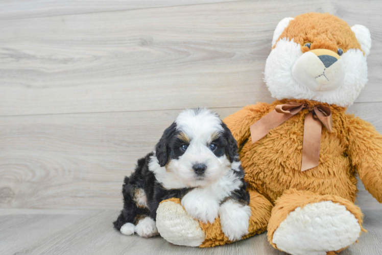 Mini Bernedoodle Puppy for Adoption