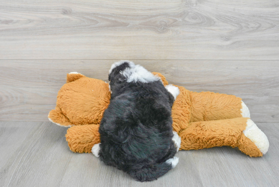 Best Mini Bernedoodle Baby