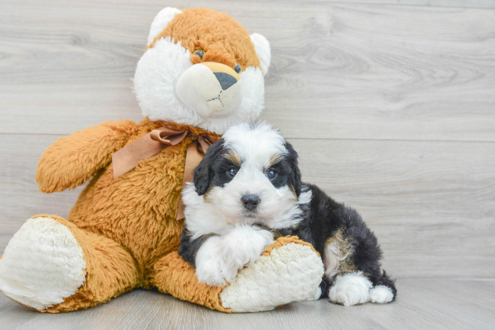 Mini Bernedoodle Puppy for Adoption