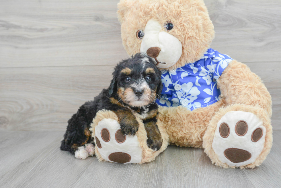 Mini Bernedoodle Puppy for Adoption