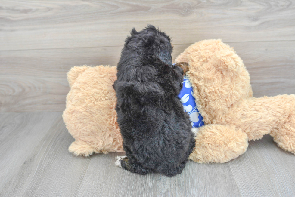 Playful Mini Berniedoodle Poodle Mix Puppy