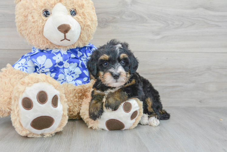 Mini Bernedoodle Puppy for Adoption