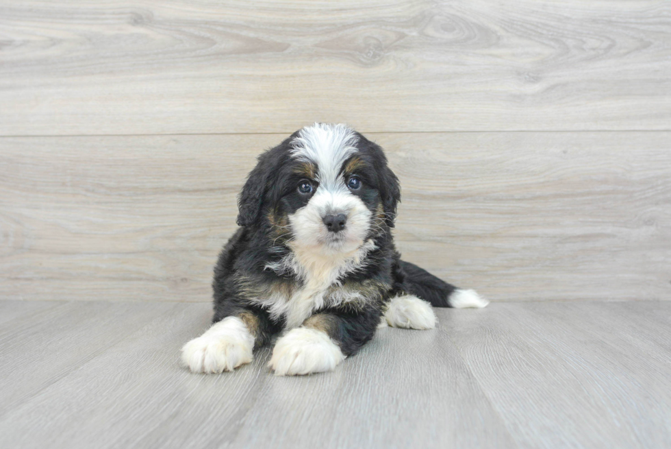 Mini Bernedoodle Pup Being Cute