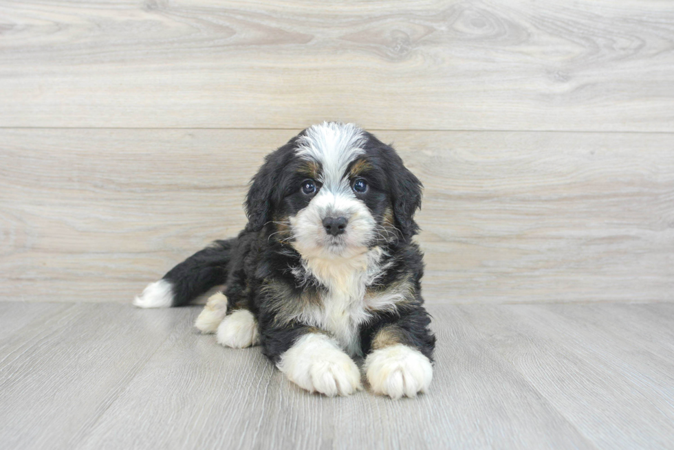 Energetic Bernadoodle Poodle Mix Puppy