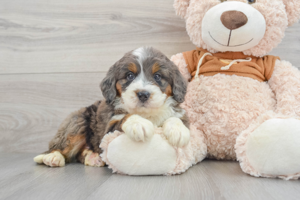 Best Mini Bernedoodle Baby