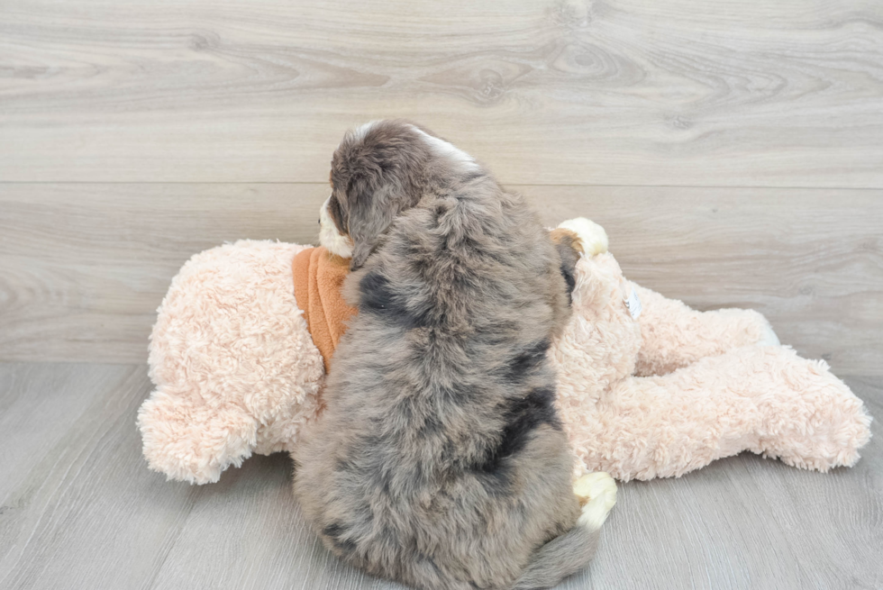 Mini Bernedoodle Puppy for Adoption