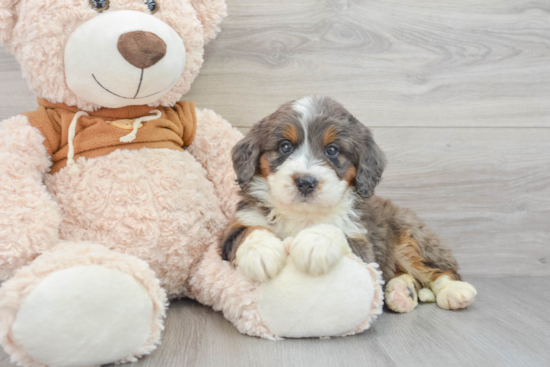 Mini Bernedoodle Pup Being Cute