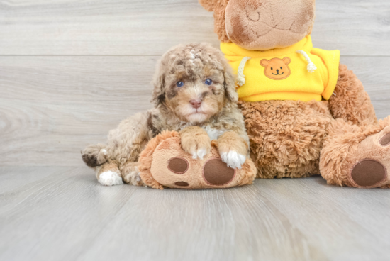 Funny Mini Bernedoodle Poodle Mix Pup