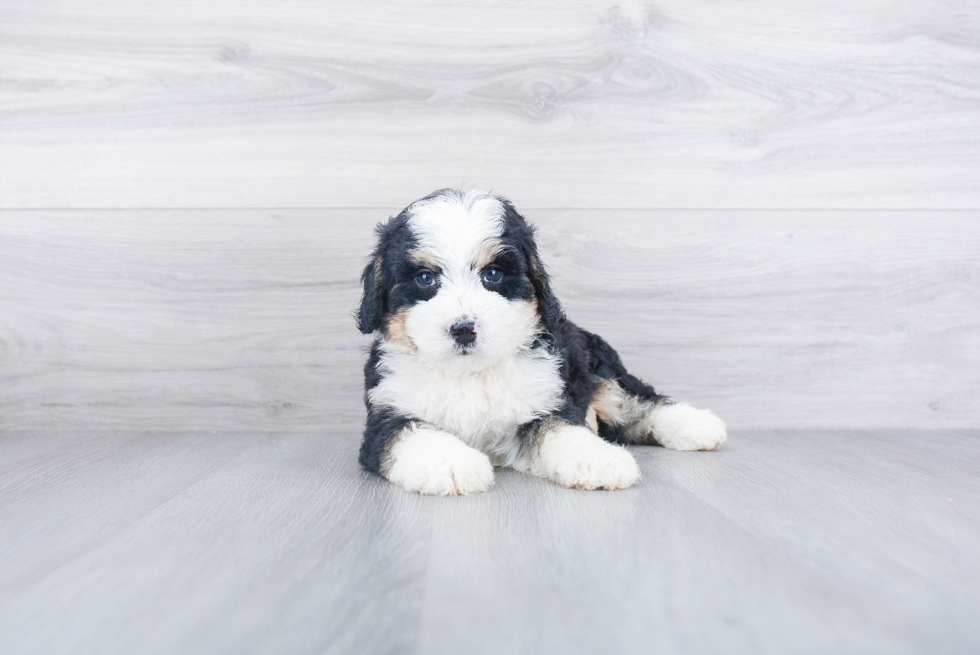 Sweet Mini Bernedoodle Baby