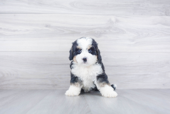 Funny Mini Bernedoodle Poodle Mix Pup