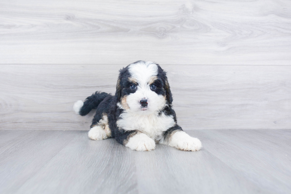 Mini Bernedoodle Pup Being Cute