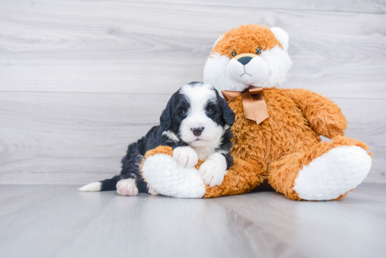 Happy Mini Bernedoodle Baby