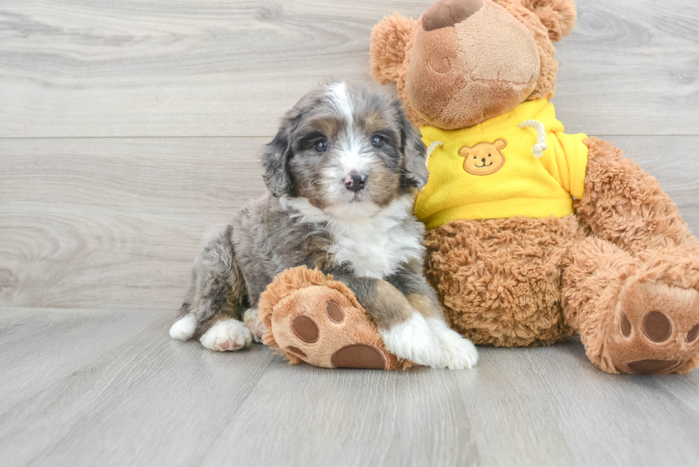 Cute Mini Bernedoodle Baby