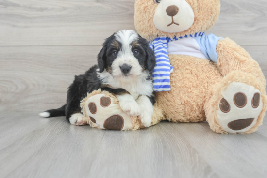 Best Mini Bernedoodle Baby