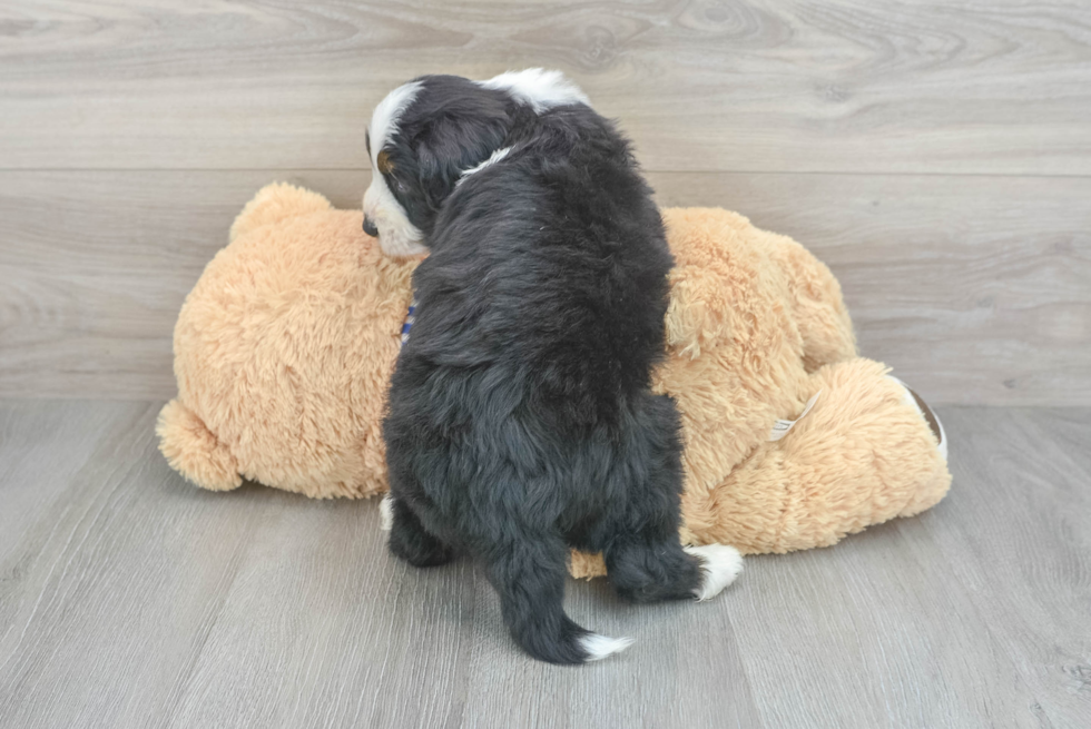 Mini Bernedoodle Pup Being Cute