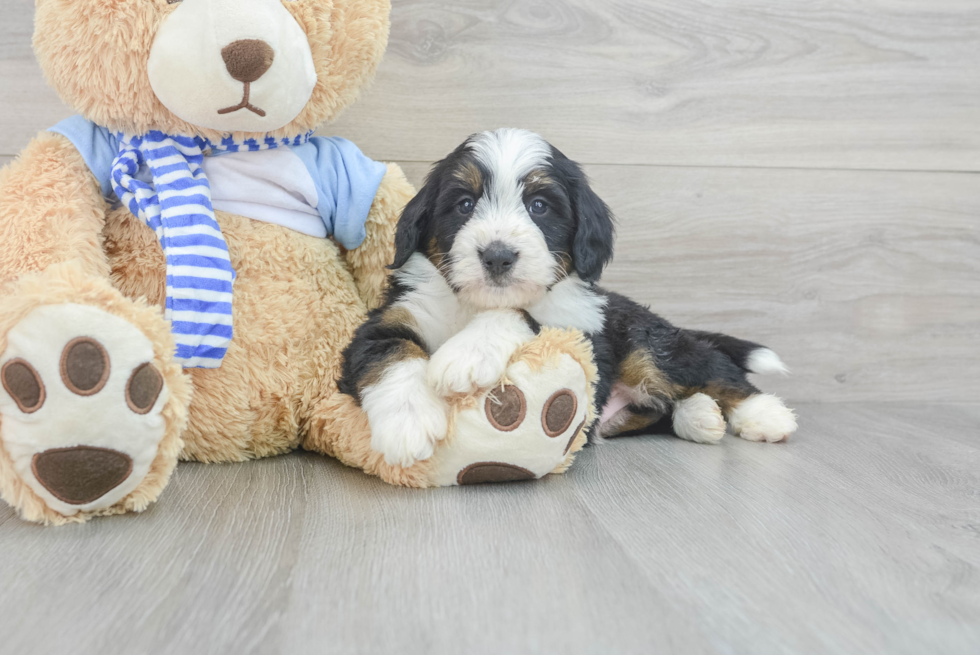 Sweet Mini Bernedoodle Baby