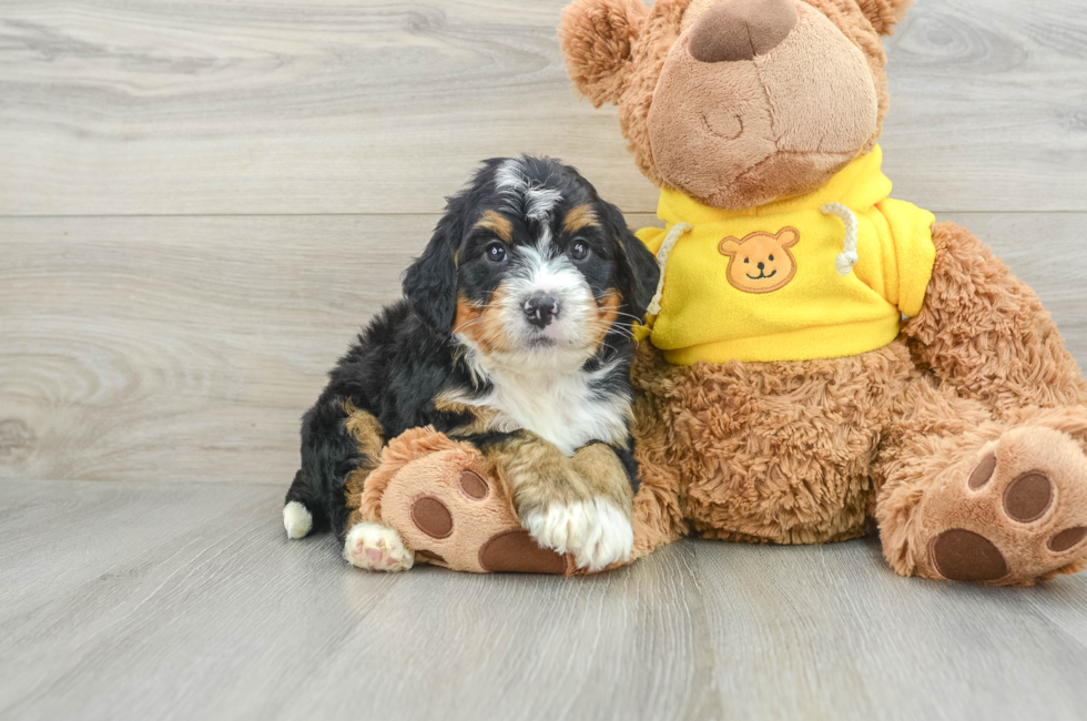 6 week old Mini Bernedoodle Puppy For Sale - Premier Pups