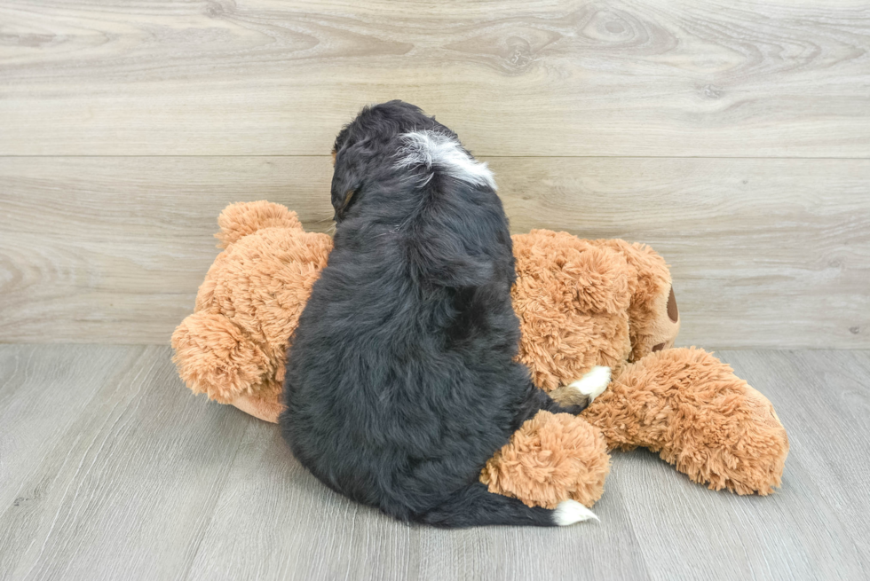 Best Mini Bernedoodle Baby