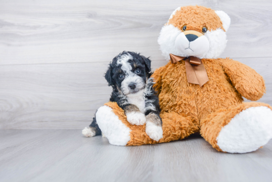 Adorable Bernadoodle Poodle Mix Puppy