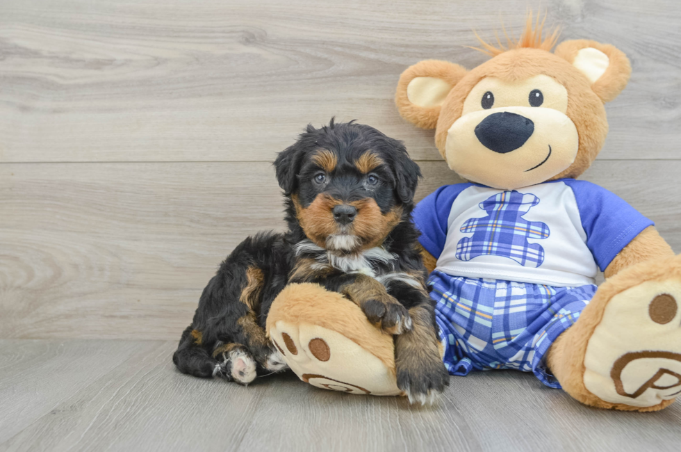 5 week old Mini Bernedoodle Puppy For Sale - Premier Pups