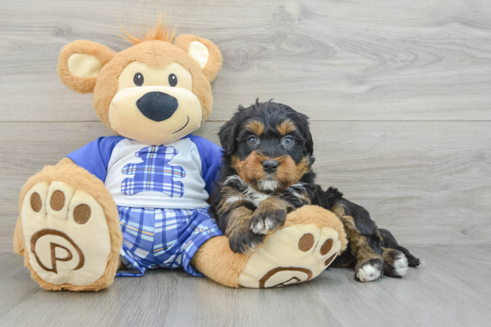 Little Bernadoodle Poodle Mix Puppy