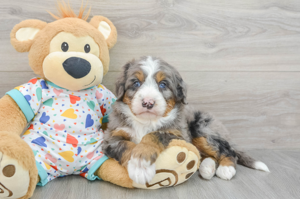 5 week old Mini Bernedoodle Puppy For Sale - Premier Pups