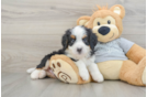 Mini Bernedoodle Puppy for Adoption