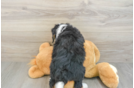 Mini Bernedoodle Puppy for Adoption