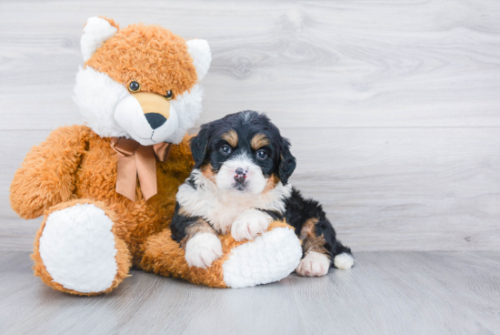 Best Mini Bernedoodle Baby