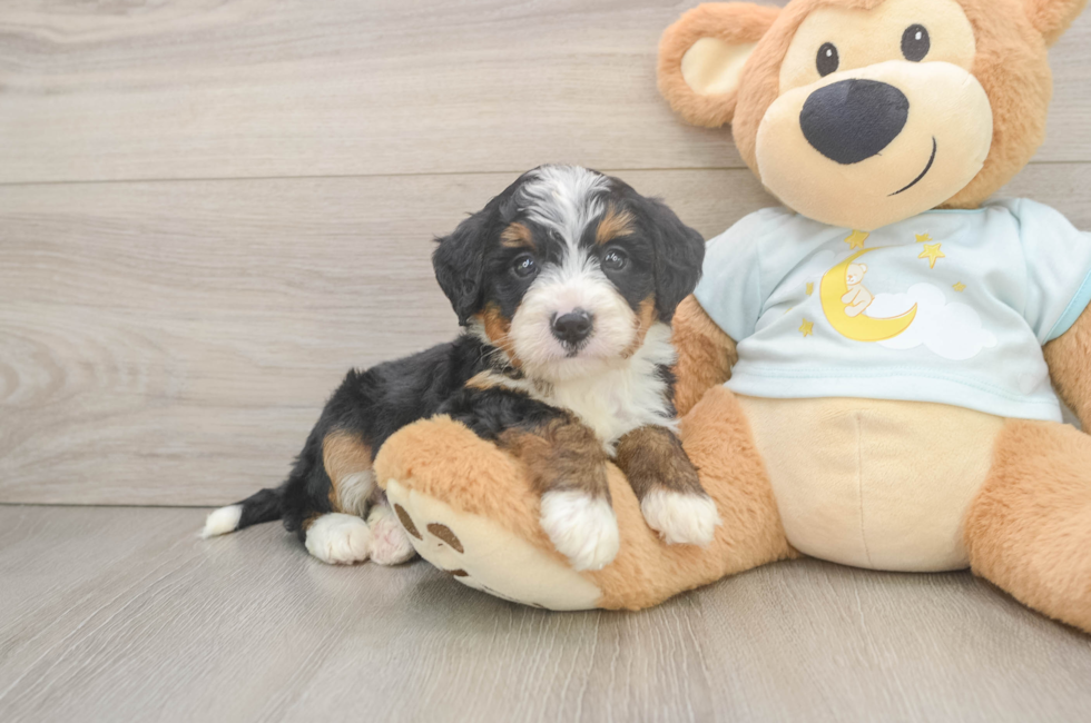 5 week old Mini Bernedoodle Puppy For Sale - Premier Pups