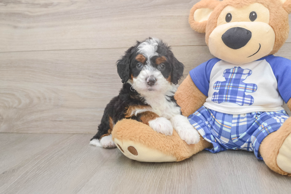 Fluffy Mini Bernedoodle Poodle Mix Pup