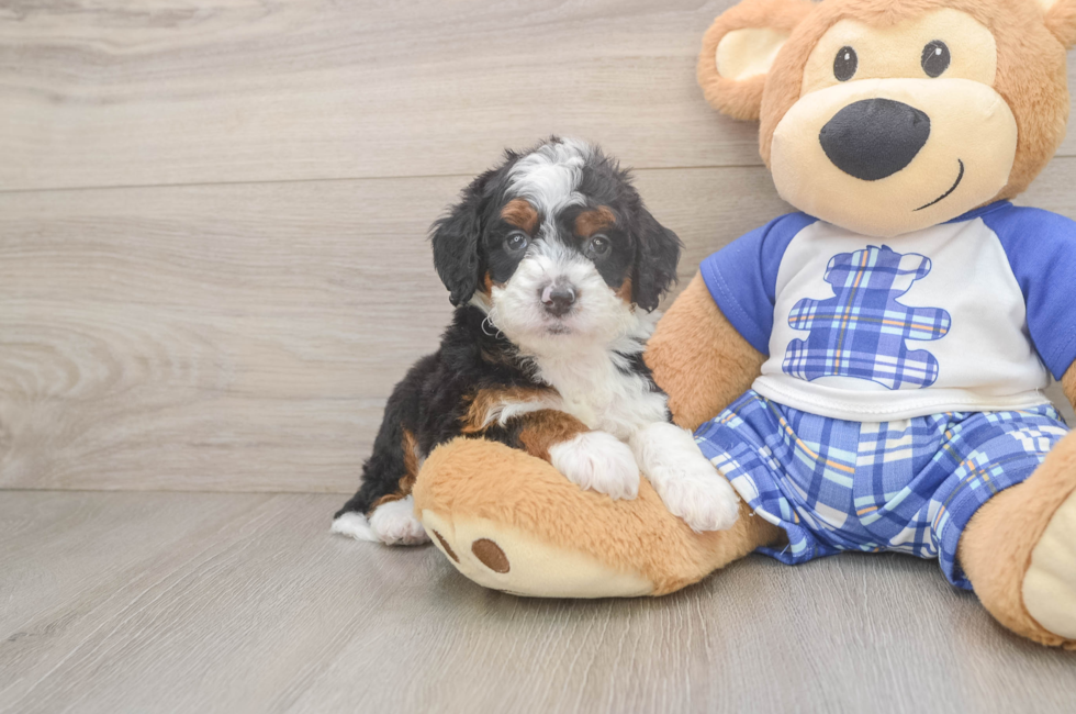 5 week old Mini Bernedoodle Puppy For Sale - Premier Pups