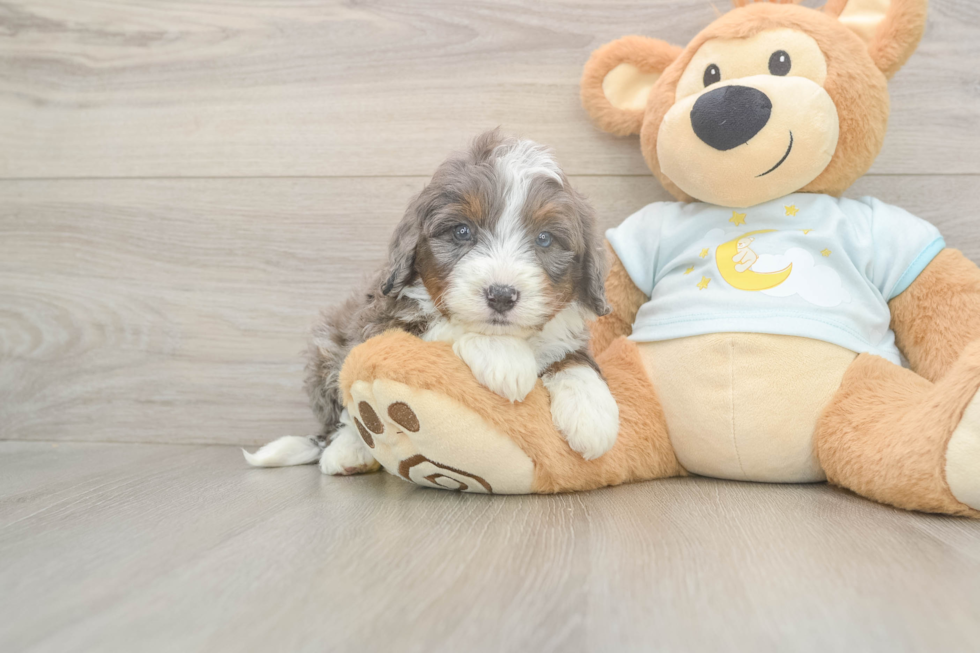 Mini Bernedoodle Pup Being Cute