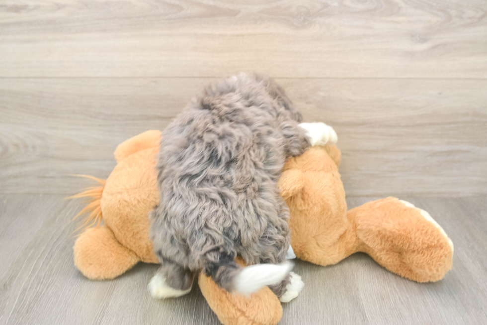 Best Mini Bernedoodle Baby