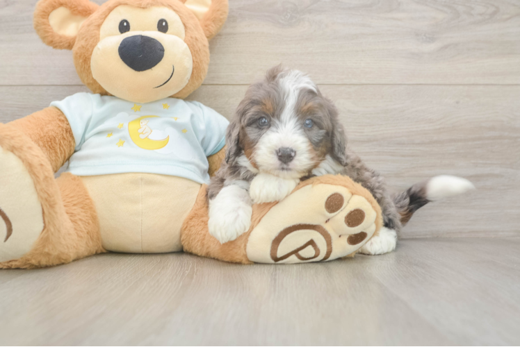 Best Mini Bernedoodle Baby