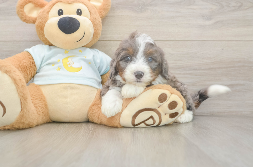 5 week old Mini Bernedoodle Puppy For Sale - Premier Pups