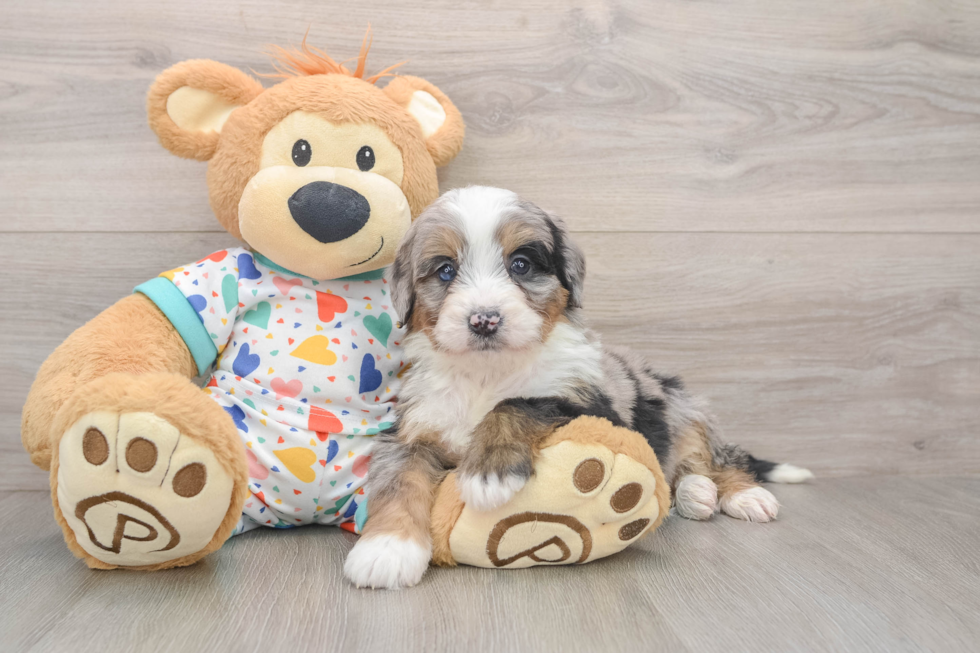Best Mini Bernedoodle Baby