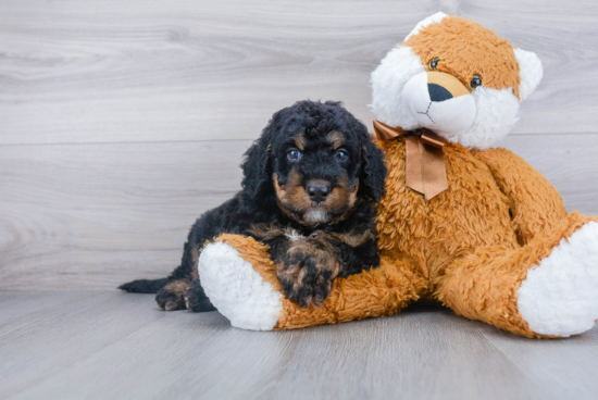 Small Mini Bernedoodle Baby