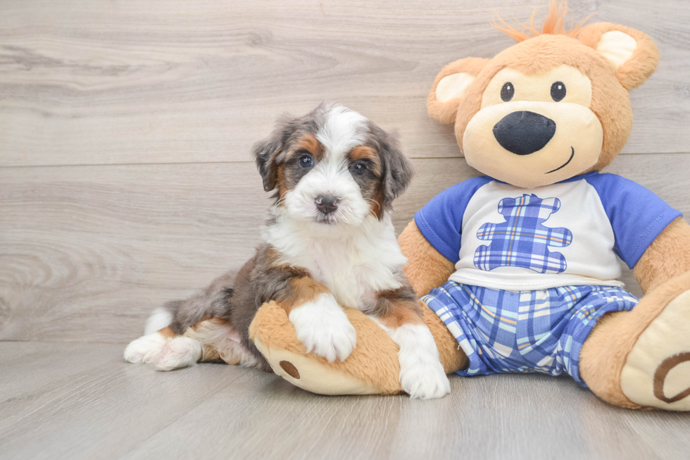 Energetic Mini Bernadoodle Poodle Mix Puppy